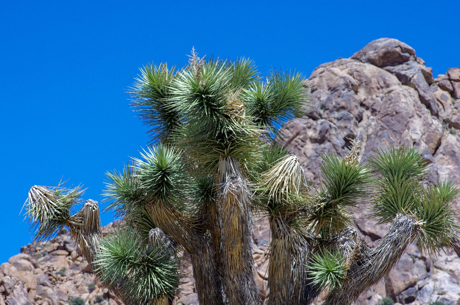 Joshua Tree 08